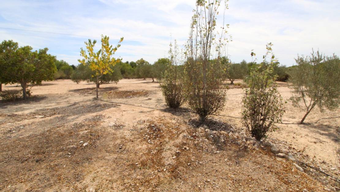 Sale - Land - Elche - Elche Centro