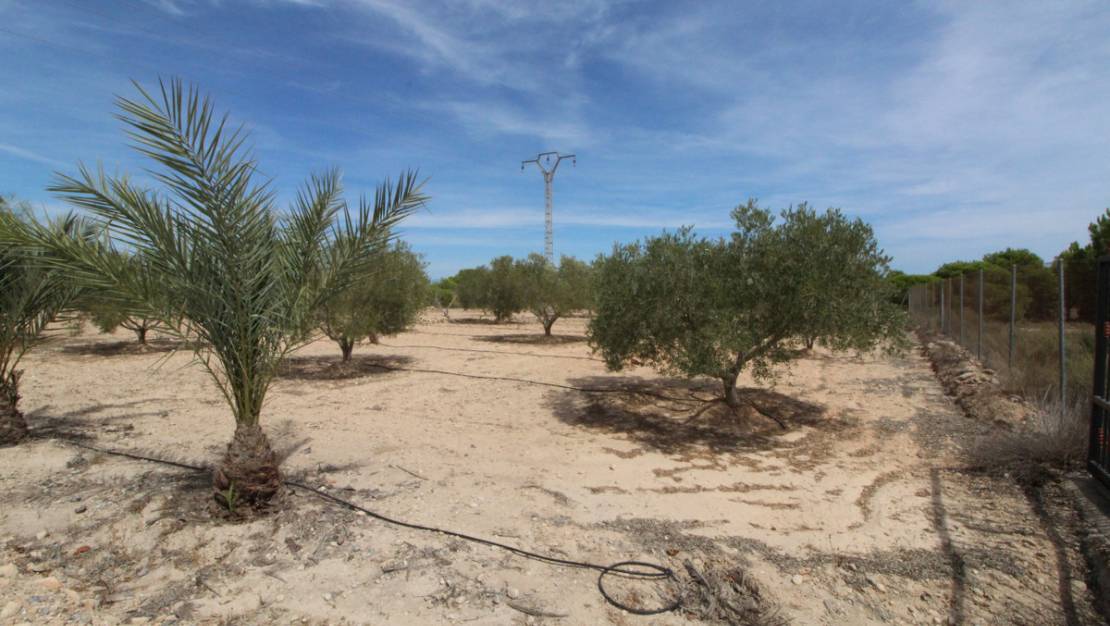 Sale - Land - Elche - Elche Centro