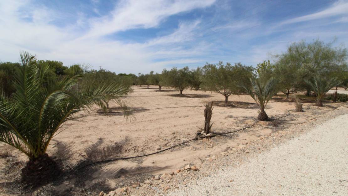 Sale - Land - Elche - Elche Centro