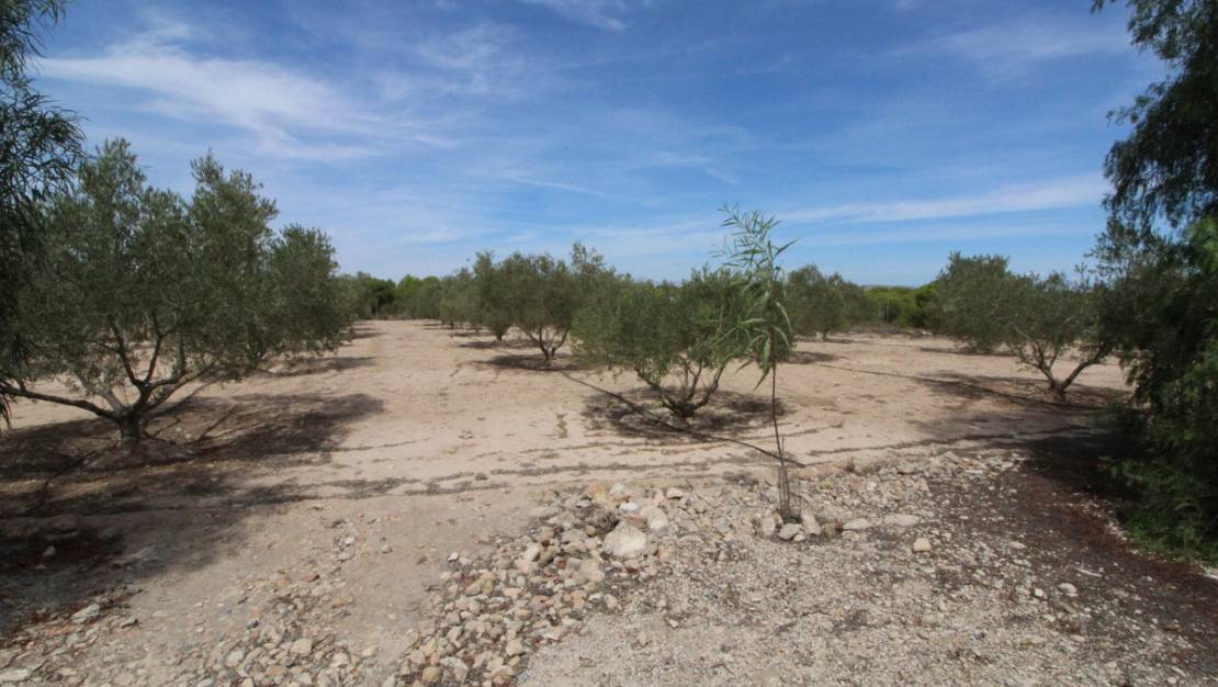 Sale - Land - Elche - Elche Centro