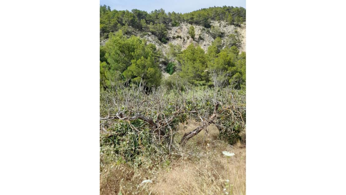Sale - Land - Guadalest - Guadalest Centro