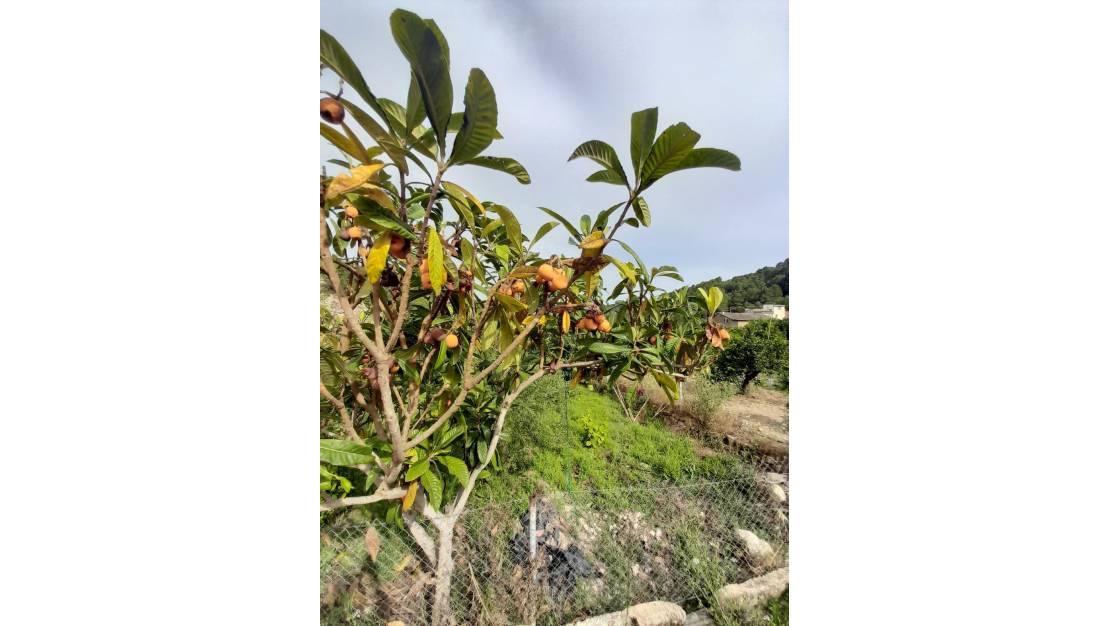 Sale - Land - Guadalest - Guadalest Centro