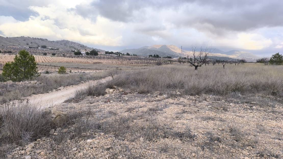 Sale - Land - Jalón - La Solana