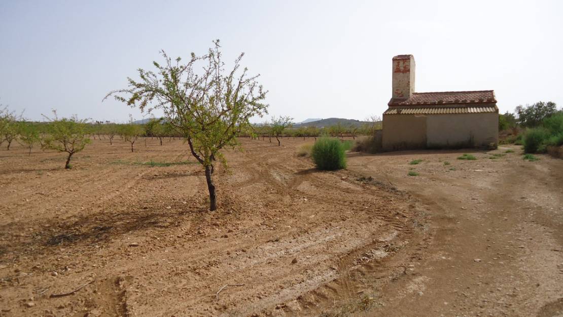 Sale - Land - Jumilla - Cañada del Trigo