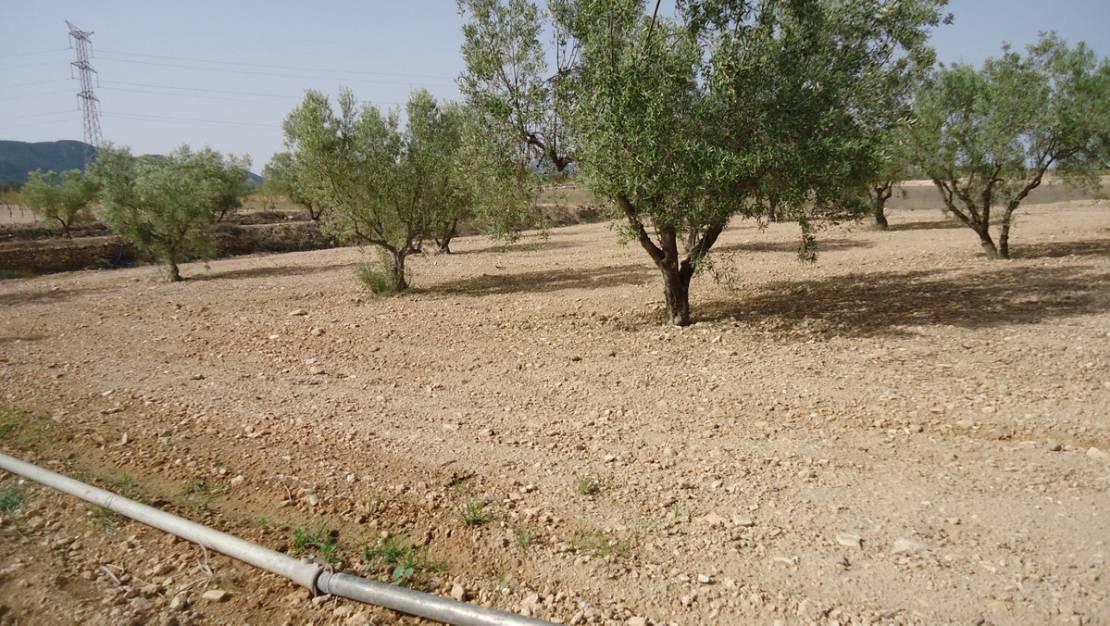 Sale - Land - Jumilla - Cañada del Trigo