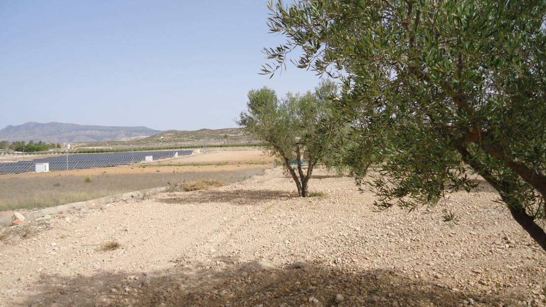 Sale - Land - Jumilla - Cañada del Trigo