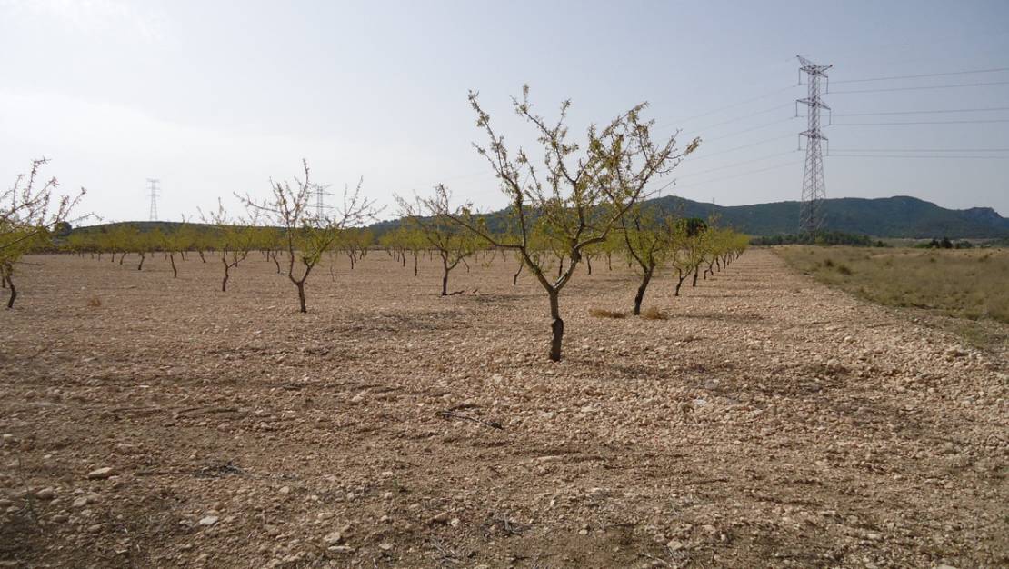 Sale - Land - Jumilla - Cañada del Trigo