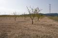 Sale - Land - Jumilla - Cañada del Trigo