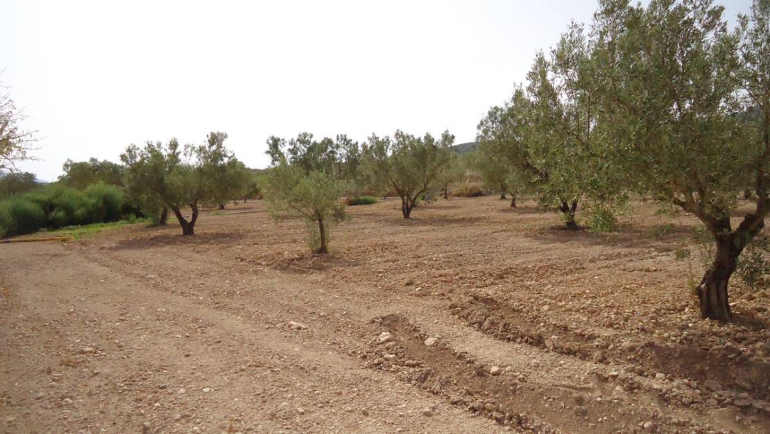 Sale - Land - Jumilla - Cañada del Trigo