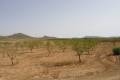 Sale - Land - Jumilla - Cañada del Trigo