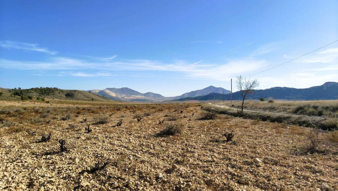Sale - Land - Jumilla - Cañada del Trigo