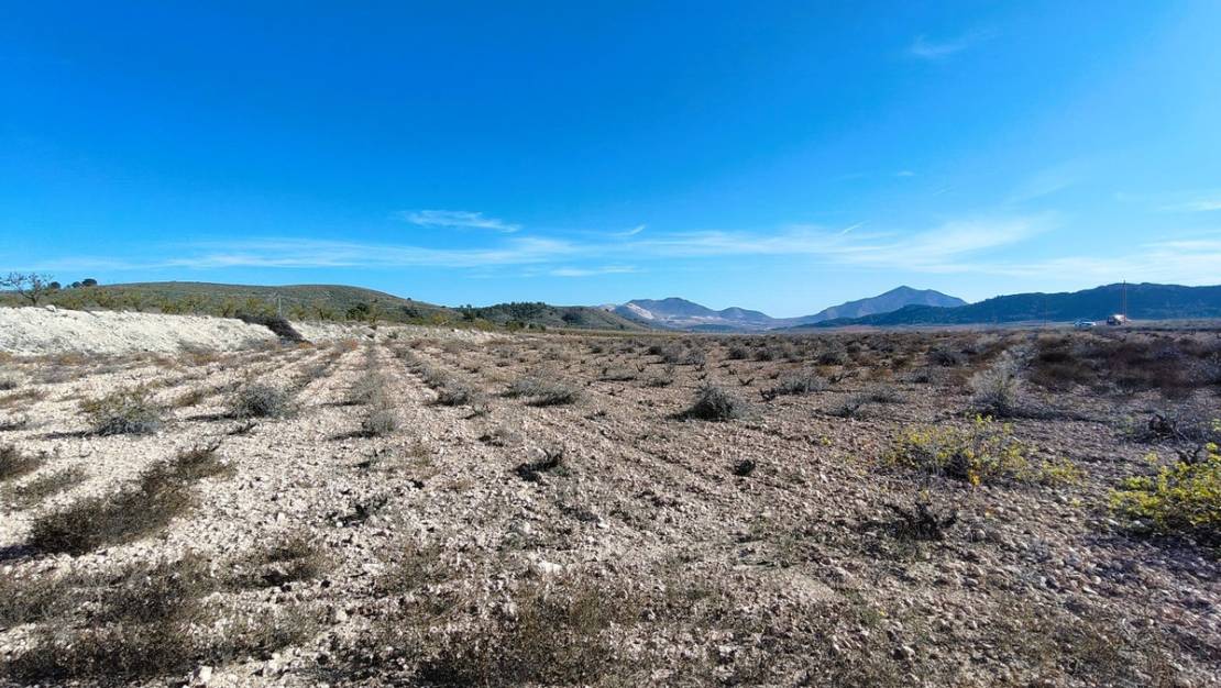 Sale - Land - Jumilla - Cañada del Trigo