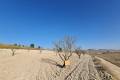 Sale - Land - Jumilla - Jumilla Centro