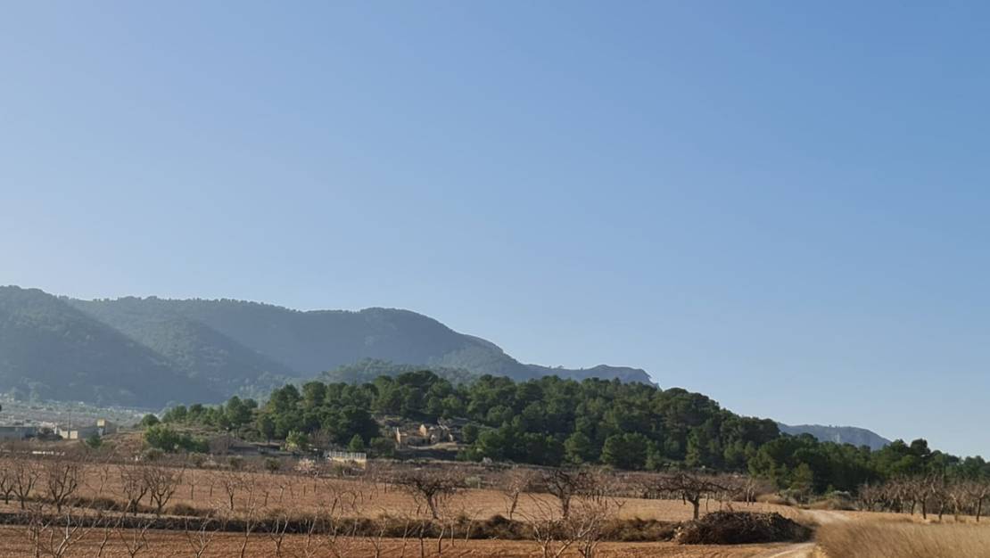 Sale - Land - Jumilla - Jumilla Centro