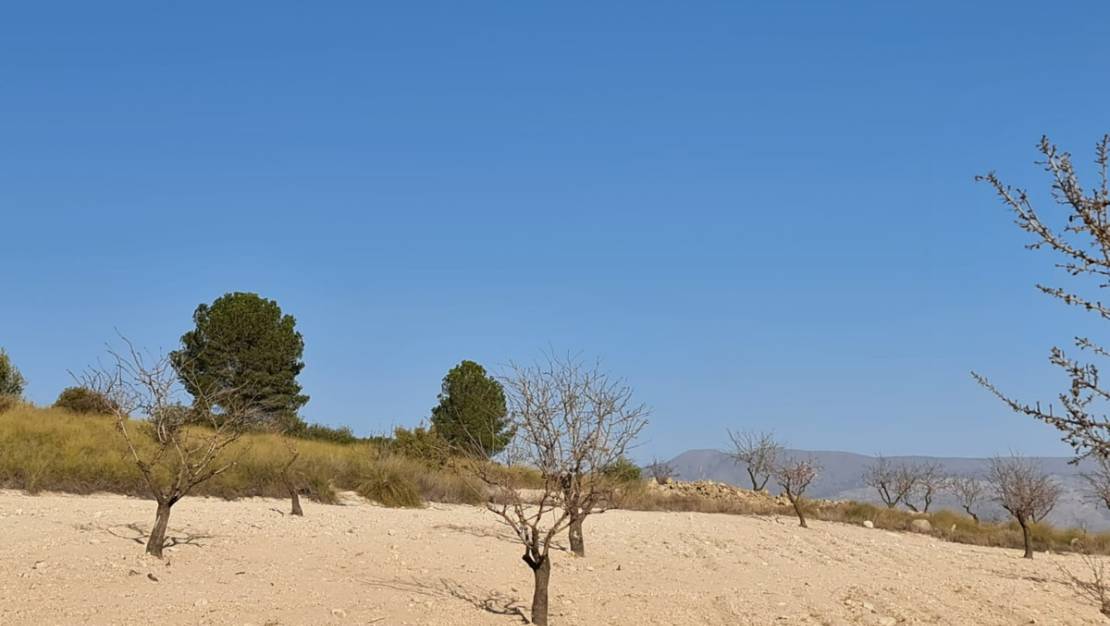 Sale - Land - Jumilla - Jumilla Centro