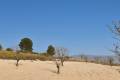 Sale - Land - Jumilla - Jumilla Centro