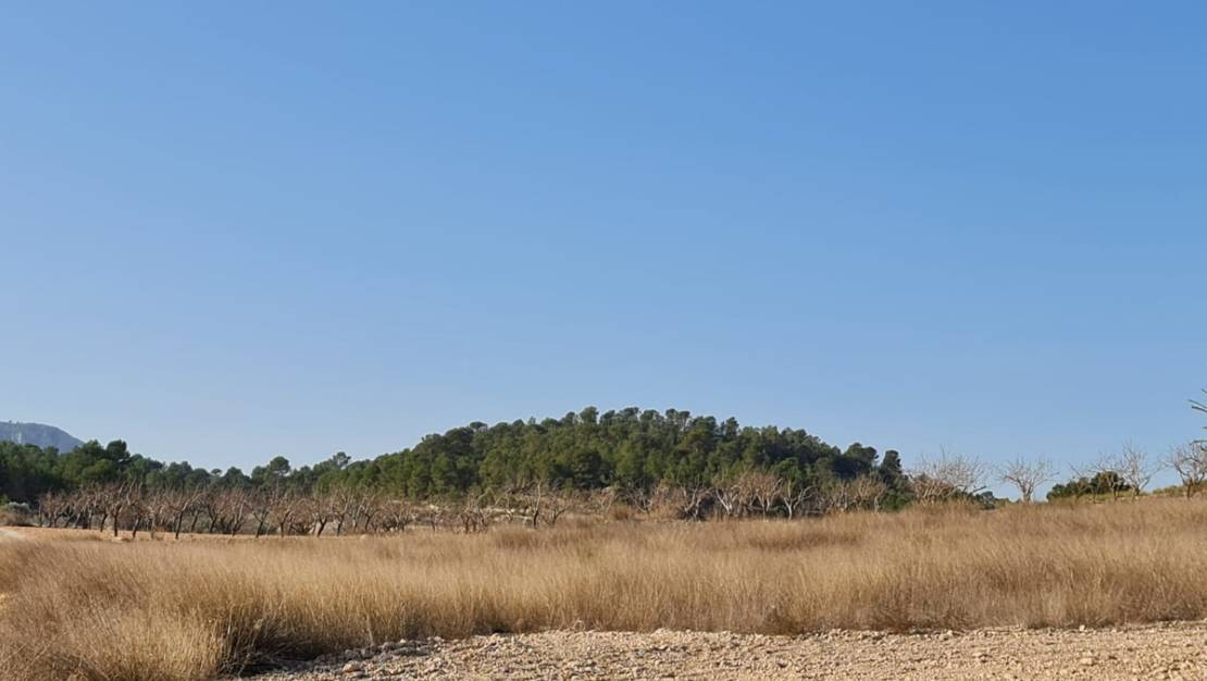 Sale - Land - Jumilla - Jumilla Centro