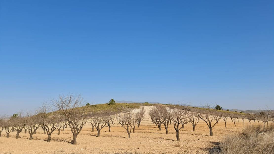 Sale - Land - Jumilla - Jumilla Centro