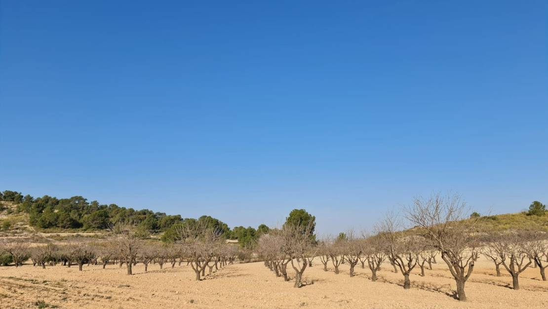 Sale - Land - Jumilla - Jumilla Centro