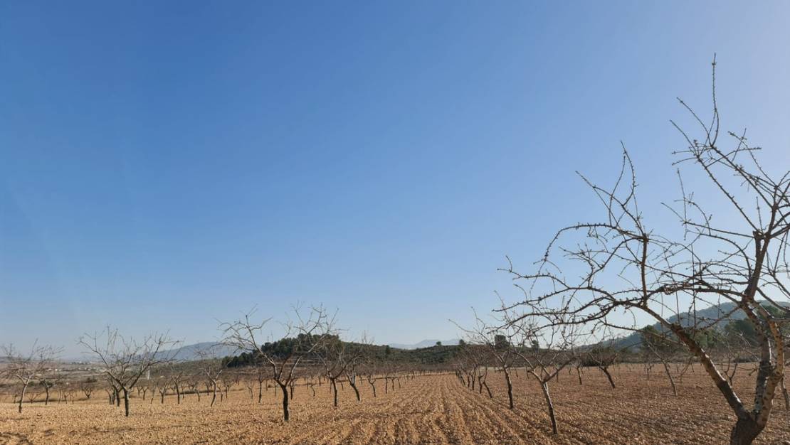 Sale - Land - Jumilla - Jumilla Centro