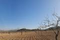Sale - Land - Jumilla - Jumilla Centro