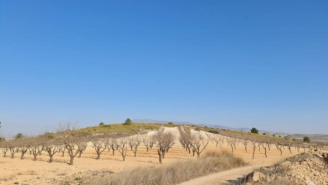 Sale - Land - Jumilla - Jumilla Centro