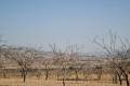 Sale - Land - Jumilla - Jumilla Centro