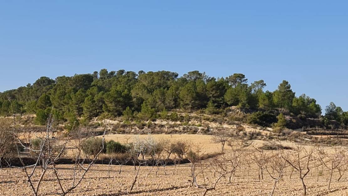 Sale - Land - Jumilla - Jumilla Centro