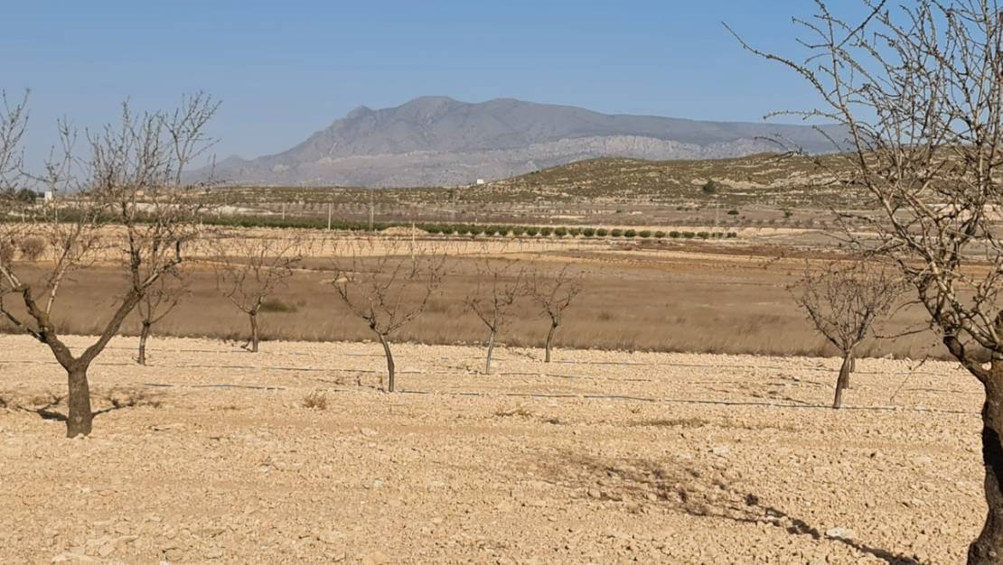 Sale - Land - Jumilla - Jumilla Centro