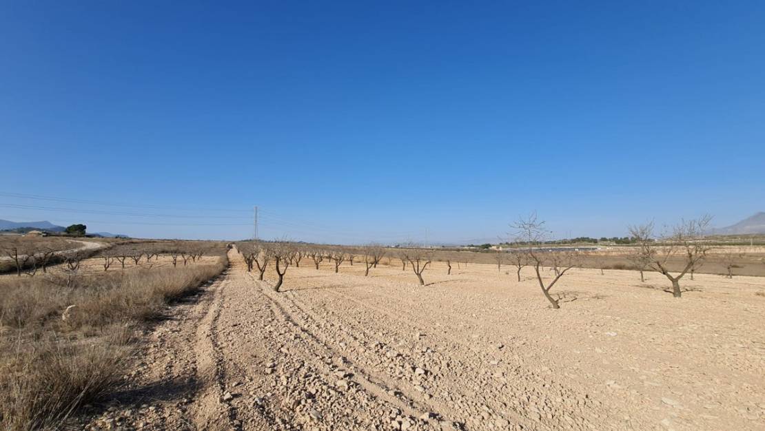 Sale - Land - Jumilla - Jumilla Centro