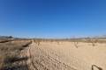 Sale - Land - Jumilla - Jumilla Centro