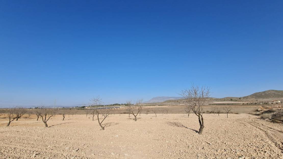 Sale - Land - Jumilla - Jumilla Centro