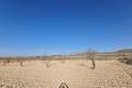 Sale - Land - Jumilla - Jumilla Centro