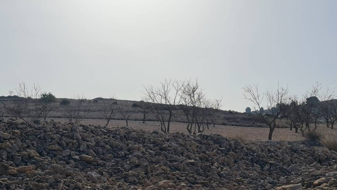 Sale - Land - Jumilla - Jumilla Centro