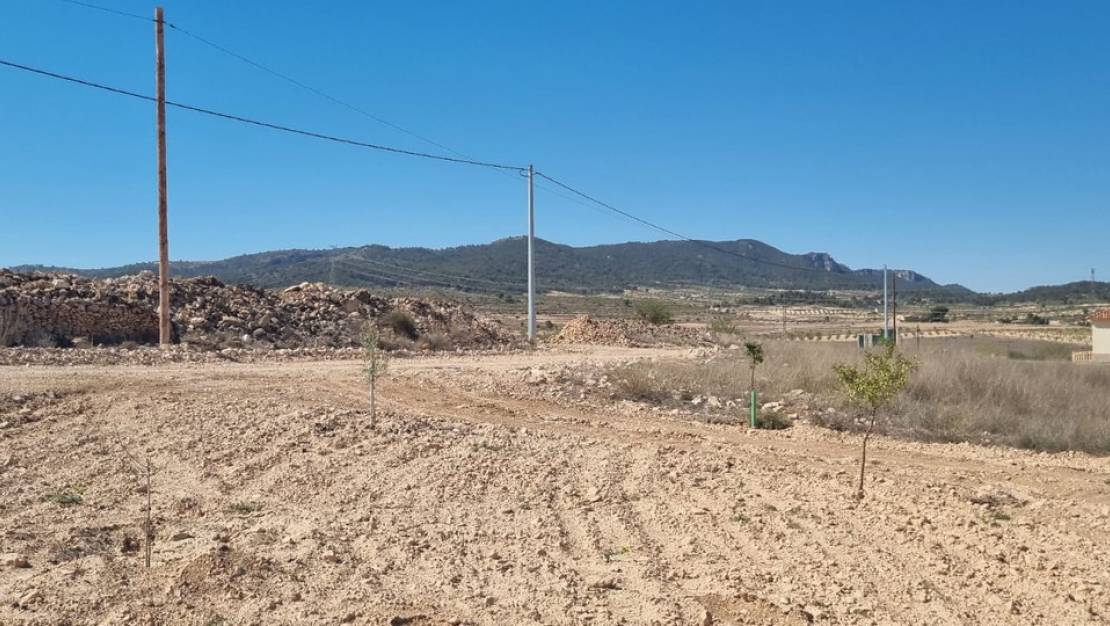 Sale - Land - Jumilla - Jumilla Centro