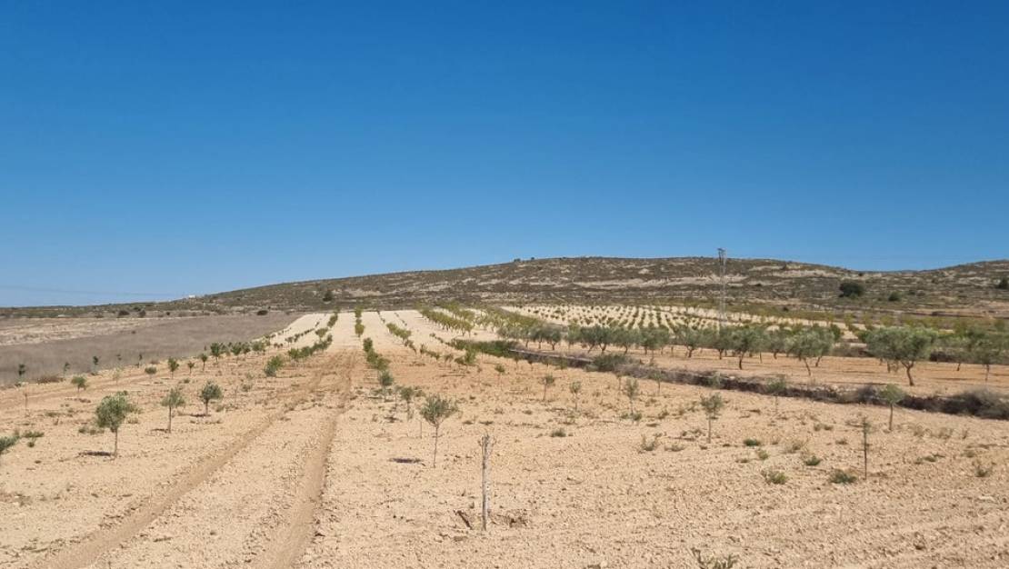 Sale - Land - Jumilla - Jumilla Centro