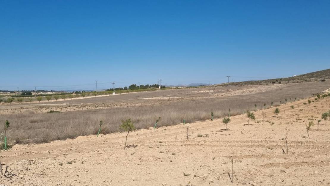Sale - Land - Jumilla - Jumilla Centro