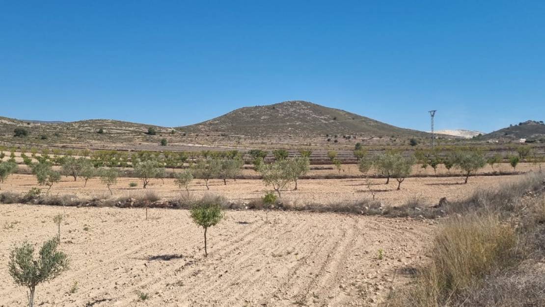 Sale - Land - Jumilla - Jumilla Centro