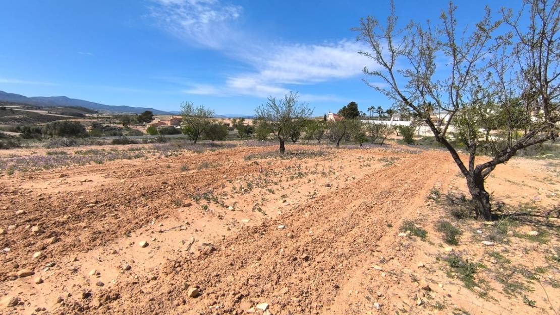 Sale - Land - Jumilla - Jumilla Centro