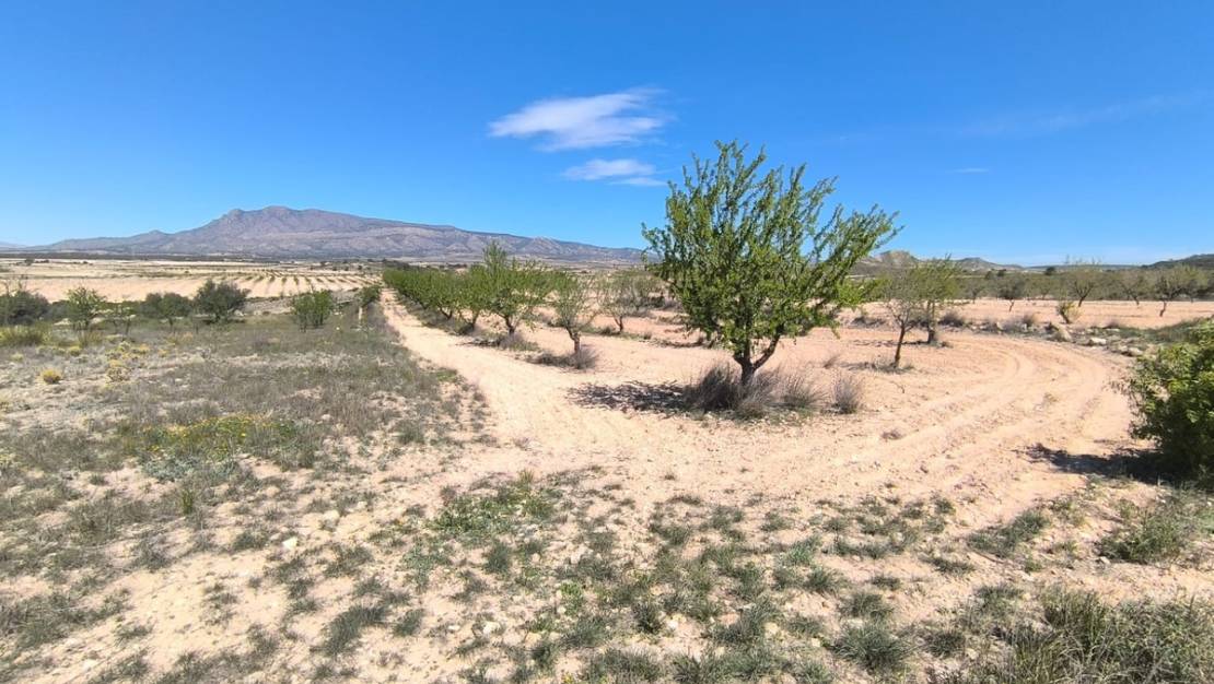 Sale - Land - Jumilla - Jumilla Centro