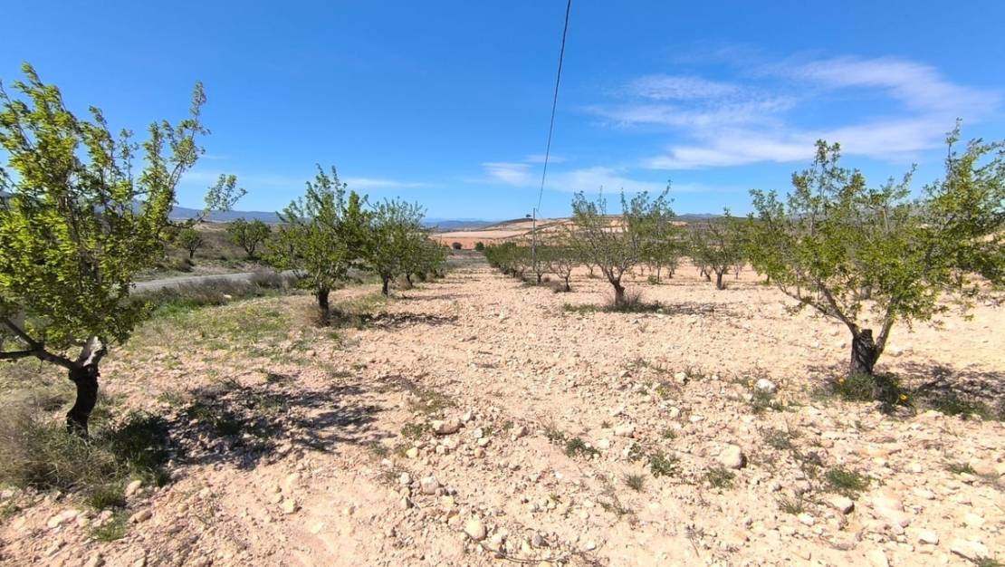 Sale - Land - Jumilla - Jumilla Centro