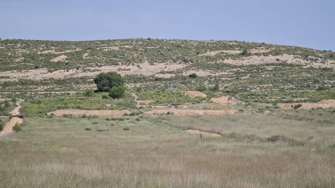 Sale - Land - Jumilla - Jumilla Centro