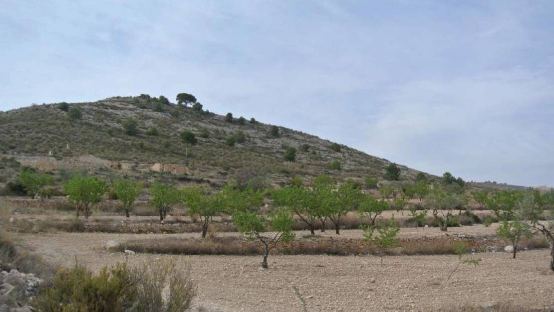 Sale - Land - Jumilla - Jumilla Centro