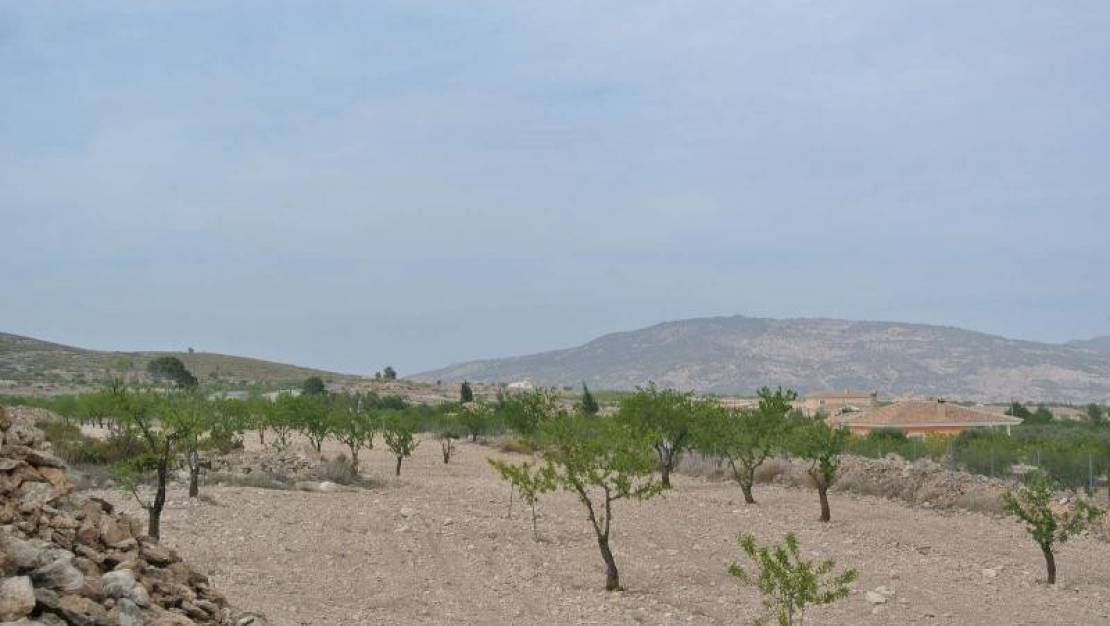 Sale - Land - Jumilla - Jumilla Centro