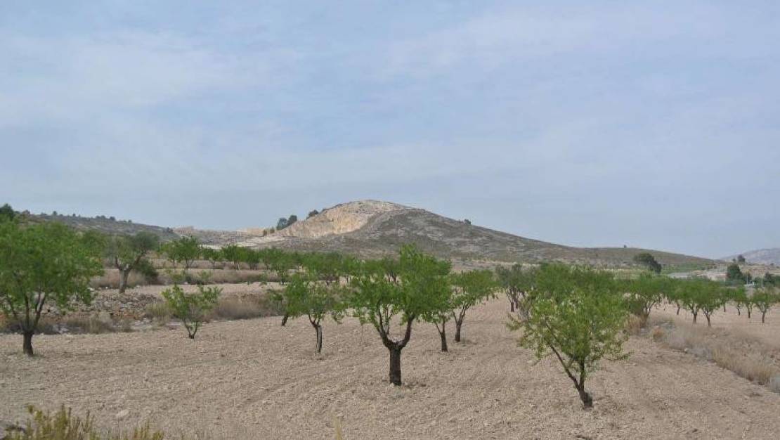 Sale - Land - Jumilla - Jumilla Centro