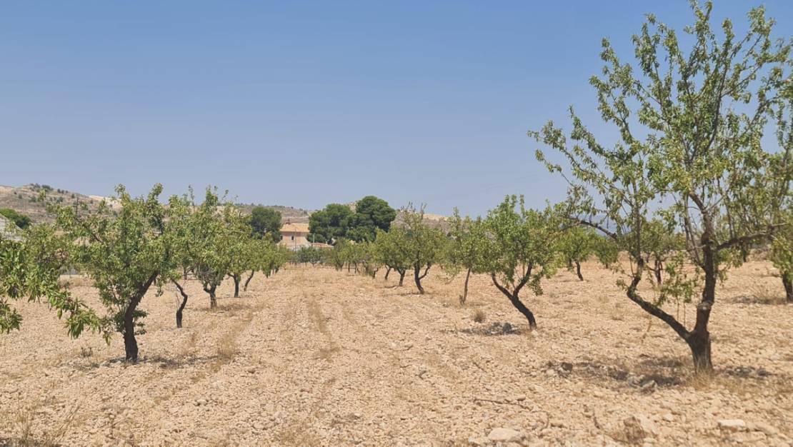 Sale - Land - Jumilla - Jumilla Centro