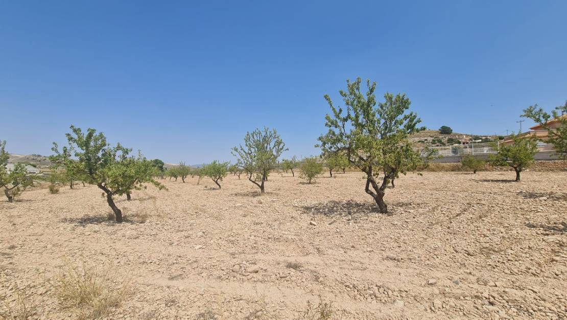 Sale - Land - Jumilla - Jumilla Centro