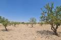 Sale - Land - Jumilla - Jumilla Centro