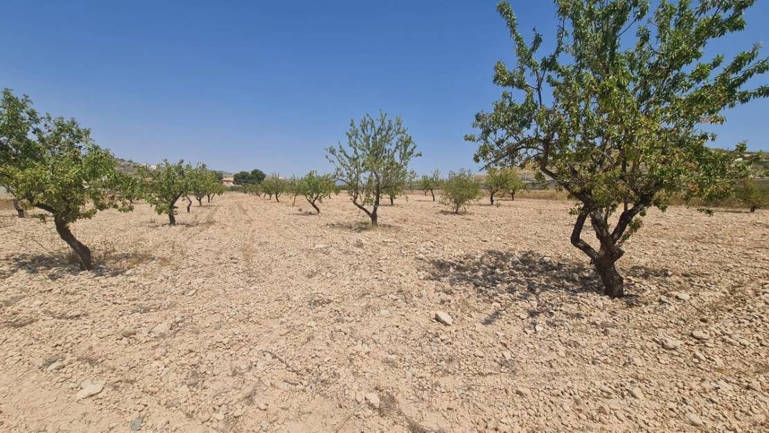 Sale - Land - Jumilla - Jumilla Centro