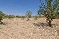 Sale - Land - Jumilla - Jumilla Centro